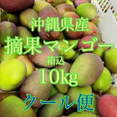 摘果マンゴー　グリーンマンゴー　青マンゴー　箱込み10kg