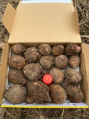 無農薬　里芋　コンパクトいっぱい