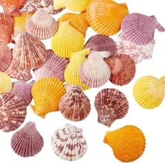 PH PandaHall 6カラー 30個入り カラフル 貝殻セット パーツ アソート 天然素材 ミックス ビーチ シェル ビーチ小物 レジン封入 結婚式 夏 DIY 家の装飾 鑑賞用 店飾り ジュエリー アクセサリーパーツ 巻貝( 混合色)