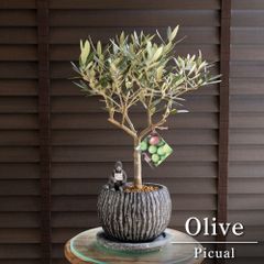 ユッカ ロストラータ Rostrata 8号 陶器鉢 観葉植物 ドライ