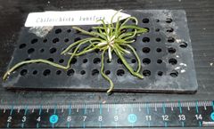 Chiloschista lunifera キロスキスタ　ルニフェラ
