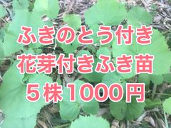 ⭐️花芽付き⭐️ふき苗5株⭐️ふきのとう付き　山蕗 野蕗 フキノトウ　ふきのとう苗
