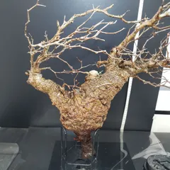 【2025年9月10日輸入分 新鮮株②】オペルクリカリア パキプス ベアルート オペルクリカリア パキプス-OP26 | Supervoid Caudex