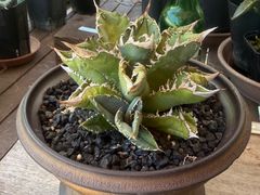 子株 アガベ ハイブリッド キシロナカンサ × ポタトラム agave キシポタ レアハイブリッドのキシロポット(キシロナカンサ×ポタトラム