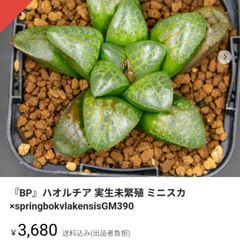 ※おまとめ 『BP』ハオルチア 実生未繁殖 ミニスカ×springbokvlakensisGM390