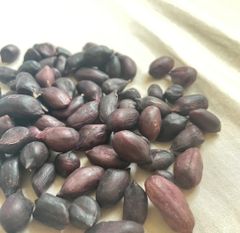 黒落花生　種子20粒