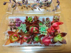 カラフル多肉弁当 (紅葉する多肉達) カット苗