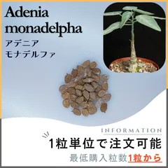 発芽確認済みアデニア ペチュエリー 種子 5粒+α アデニア ペチュエリーの種まきから成長記録 | Bizarre Plants