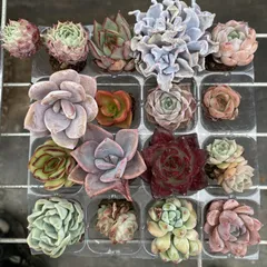 ☆*☆様 W718×105苗 キューピット 土付き エケベリア 多肉植物