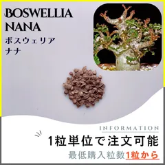 メルカリ便　ボスウェリア　サクラ　鉢ごと ボスウェリア サクラ Boswellia sacra 国内実生苗 - メルカリ