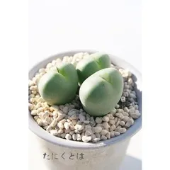 富士の衣 2頭 コノフィツム 2寸ポット 中型コマ型 昼咲き種 紫花 メセン科 根付苗 アフリカ原産 多肉植物 多肉永遠