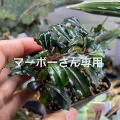 【AS便】ブセファランドラsp. Brownie ghost2014 AS便】ブセファランドラsp. Brownie ghost2014 AS便