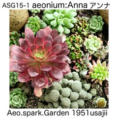 予約販売‼️Aeo.spark.Garden 1951Usajiiコレクション10種セット