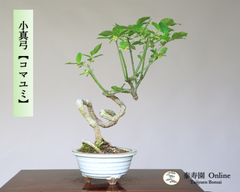 コマユミ『小真弓』 小品盆栽【泰寿園Online】現品 一点物 雑木 真柏 松柏 松 初心者 室内 鑑賞 趣味 卓上盆栽 盆栽鉢 グリーン 和 ギフト プレゼント ミニ盆栽 誕生日 母の日 父の日 敬老の日 記念日 お祝い 優良葉性 インテリア 1