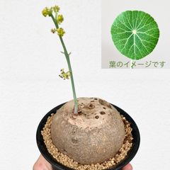 【レア品種】ステファニア ピエレイ(エレクタ) ／ 多肉植物　塊根植物　コーデックス