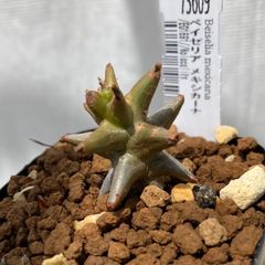 塊根植物 ベイセリア メキシカーナ (73609)