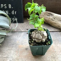 2026年最新】塊根 植物の人気アイテム - メルカリ