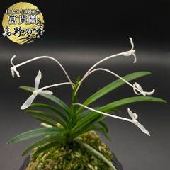 ②開花中【紀州緑風】風蘭 セッコク 富貴蘭 着生ラン 山野草