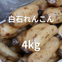 【クール便】白石れんこん　佐賀県産　4kg