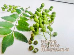 【終盤10%OFF】常温発送　夢農場　実山椒　1kg+おまけ　長野県産　朝倉山椒