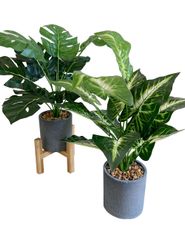 Kugusa 【生花店監修】 フェイクグリーン 人工観葉植物 モンステラ 鉢植え 造花 インテリア 2点セット 花台付き (モンステラとカラジウム)