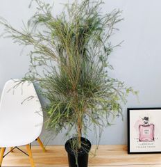 ［現品］1番　メラレウカ　アルミラリス　7号　観葉植物　屋外　庭木　おしゃれ　花が咲く　ピンク　オージープランツ