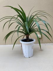 ザミア フルフラセア 多頭 大株 希少 メキシコソテツ ヒロハザミア