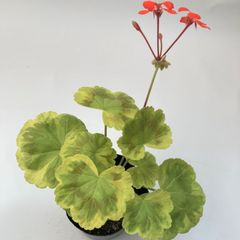 カラーリーフゼラニウム　金月　ミセスキルター　天竺葵　　ガーデニング　花壇　葉