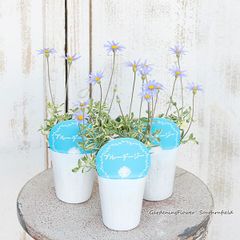 花苗 斑入り ブルーデージー 2.5号ポット 四季咲き 育てやすい 多年草