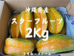 早い者勝ち！沖縄県産 【スターフルーツ(美ら星)】 2Kg