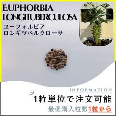 【種子】ユーフォルビア ロンギツベルクローサ /セット割あり 数量1粒から購入可