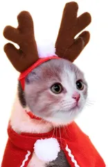 ペット服 クリスマス 仮装ペット服 2点セット 猫 犬 帽子 マフラー マント カチューシャ かわいい スカーフ ケープ クリスマス服 トナカイ サンタ パーティー お祝い コスプレ コスプレ 人気 記念撮影 犬のクリスマスの衣装 衣装ネックアクセサリー子犬 