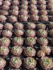 抜き苗 キンカイ MY27×40株 ふっくら 多肉植物 エケベリア サボテン 韓国苗 新入荷