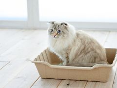 【新品･未使用品】ECO CAT TRAY3枚セット【猫トイレ 紙トイレ 使い捨て】