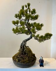 【盆栽】五葉松 根上がり