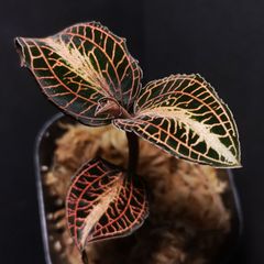 Jewel orchid (ジュエルオーキッド)