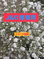 カスミソウ　白　35センチ50本