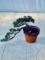 真柏　小品盆栽　ミニ盆栽　しんぱく
