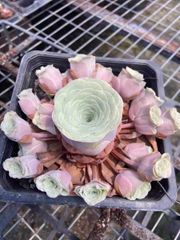 多肉植物　グリーノビア　薫ローズ　群生苗　抜き苗　1株　鉢7cm