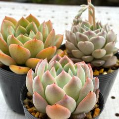 3苗セット　多肉植物　エケベリア