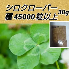 2024年最新】ホワイトクローバー 種の人気アイテム - メルカリ