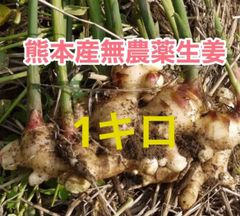 熊本産農薬不使用生姜1キロ