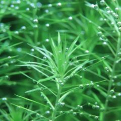 【水草】マヤカ・ヴァンデリ(スリランカ便)　水中葉8本