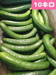 割引クーポンで100円引き！農家直送美味しいきゅうり！ 10キロ弱！ サイズバラバラ！ 曲がりきゅうり　訳あり　きゅうり　10キロ　10kg