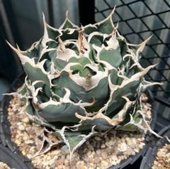 アガベ チタノタ 白鯨 大株 親株 オマケあり rALJH8psMN5Dxd3FbyehwX.jpg@jpg