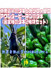 早生真黒茄子（ナス）の種子とピーマンの種　各40粒　固定種・無農薬無化学肥料栽培のタネ