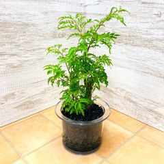 【観葉植物　ハイドロカルチャー】クリア150　炭植え　ポリシャス