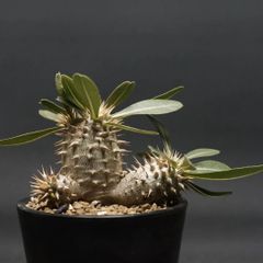 "Pachypodium Densicaule" パキポディウム デンシカウレ【恵比寿大黒】 管理2074