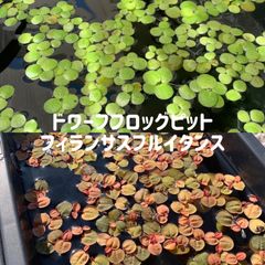 きれいなドワーフアマゾンフロッグピット10株+フィランサスフルイタンス5株