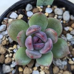 多肉植物　ダークチョコレート